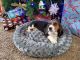 Bagel Hound  Puppies for sale in Troy, MO, USA. price: NA