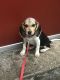 Bagel Hound  Puppies for sale in Clermont County, OH 45103, USA. price: NA