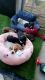 Bagel Hound  Puppies for sale in Bakersfield, CA 93308, USA. price: $200