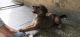 Bakharwal Dog Puppies for sale in Crossings Republik, Ghaziabad, Uttar Pradesh, India. price: 5000 INR
