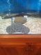 Bala Shark Fishes for sale in Euclid, OH, USA. price: $1,100