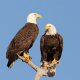 Bald Eagle Birds