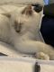 Balinese Cats for sale in Redlands, CA 92374, USA. price: $800