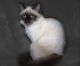 Balinese Cats for sale in Houston, TX 77084, USA. price: $250