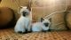 Balinese Cats for sale in Canton, GA, USA. price: $60,000