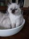 Balinese Cats for sale in Canton, GA, USA. price: $950