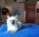 Balinese Cats for sale in Scranton, PA, USA. price: $2,000