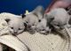Balinese Cats for sale in 2084 Looneys Crk Rd, Grundy, VA 24614, USA. price: NA