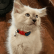 Balinese Cats for sale in San Diego, CA, USA. price: $1,500