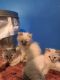 Balinese Cats for sale in Dallas, TX, USA. price: $850