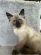 Balinese Cats for sale in Whittier, CA 90603, USA. price: $1,500