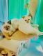 Balinese Cats for sale in Shrewsbury, MA 01545, USA. price: $1,200