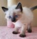 Balinese Cats for sale in Orlando, FL, USA. price: $700