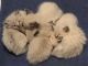 Balinese Cats for sale in Dallas, TX, USA. price: $1,000
