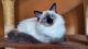 Balinese Cats for sale in Brooklyn, New York. price: $1,800