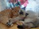 Balinese Cats for sale in Auburndale, Massachusetts. price: $250