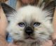 Balinese Cats for sale in Beaufort, South Carolina. price: $550