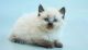 Balinese Cats for sale in Indianapolis, Indiana. price: $550