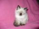 Balinese Cats for sale in Austonio, TX 75835, USA. price: NA