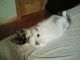 Balinese Cats for sale in Zimmerman, MN 55398, USA. price: $100