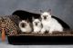 Balinese Cats for sale in Waterford Twp, MI, USA. price: NA