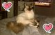 Balinese Cats for sale in Nashville, TN, USA. price: NA