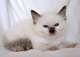 Balinese Cats for sale in Worcester, MA, USA. price: $400