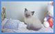 Balinese Cats for sale in Indianapolis, IN, USA. price: NA