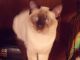 Balinese Cats for sale in Ypsilanti Charter Twp, MI, USA. price: $400