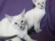 Balinese Cats for sale in San Francisco, CA, USA. price: $350