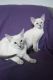 Balinese Cats for sale in Columbus, OH, USA. price: $100
