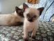 Balinese Cats for sale in Georgetown, GA, USA. price: NA