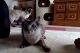 Balinese Cats for sale in Minneapolis, MN, USA. price: $180