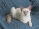 Balinese Cats for sale in Birmingham, AL, USA. price: NA
