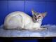 Balinese Cats for sale in Huntsville, AL, USA. price: NA