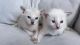 Balinese Cats for sale in Mobile, AL, USA. price: NA