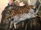 Balinese Cats for sale in Deal Island, MD 21821, USA. price: $250