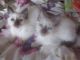 Balinese Cats for sale in Washington, VA 22747, USA. price: NA