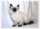 Balinese Cats for sale in Los Angeles, CA, USA. price: $300