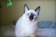 Balinese Cats for sale in Nashville, TN, USA. price: NA