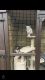 Balinese Cats for sale in St Paul, MN, USA. price: NA