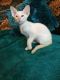 Balinese Cats for sale in Springfield, IL, USA. price: $300