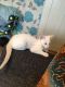 Balinese Cats for sale in New York, NY, USA. price: $400