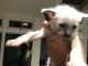 Balinese Cats for sale in Dallas, TX, USA. price: $500