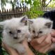 Balinese Cats for sale in Cherry Hill, NJ, USA. price: NA