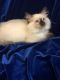Balinese Cats for sale in Ponchatoula, LA, USA. price: NA