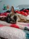 Balinese Cats for sale in Mt Pocono, PA 18344, USA. price: $700