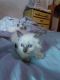 Balinese Cats for sale in Hammond, IN, USA. price: $400