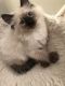 Balinese Cats for sale in New Britain, CT 06052, USA. price: $900