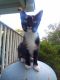 Balinese Cats for sale in 5875 Snowville Brent Rd, Dora, AL 35062, USA. price: $200